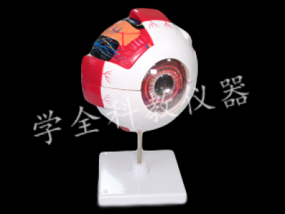眼构造模型