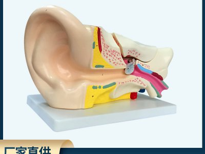 耳解剖模型 外中内耳部听觉系统器官耳朵构造PVC生物教学医学仪器