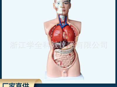 男性躯干人体器官模型人体内脏教学模型人体模型85cm高