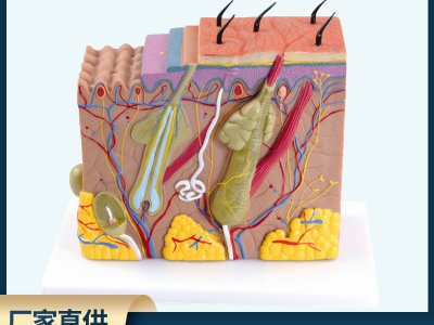 立体皮肤模型皮肤组织结构放大70倍人体皮肤医学教学