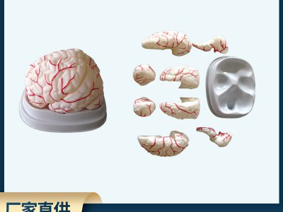 脑解剖模型人体脑八部件自然大结构示教模型带血管脑结构