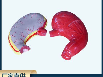 胃解剖模型生物模型初高中生物实验器材中学生物教学仪器