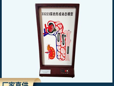 尿的形成动态模型电动高中生物理液过程演示实验仪器师教学