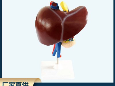 肝、十二指肠、胰脏模型 自然大生物医疗解剖