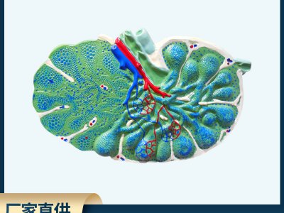 厂家直销淋巴结放大模型 生物医疗初高中教学模型