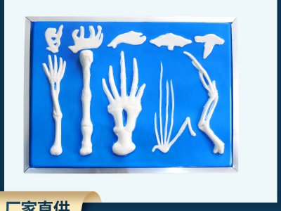 脊椎动物前肢骨骼比较模型 高中生物实验教具 教学仪器