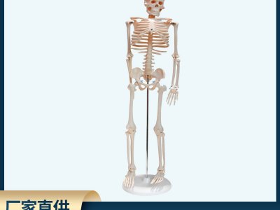 厂家直供人体骨骼模型85cm骨骼合集 生物教学仪器医用模型